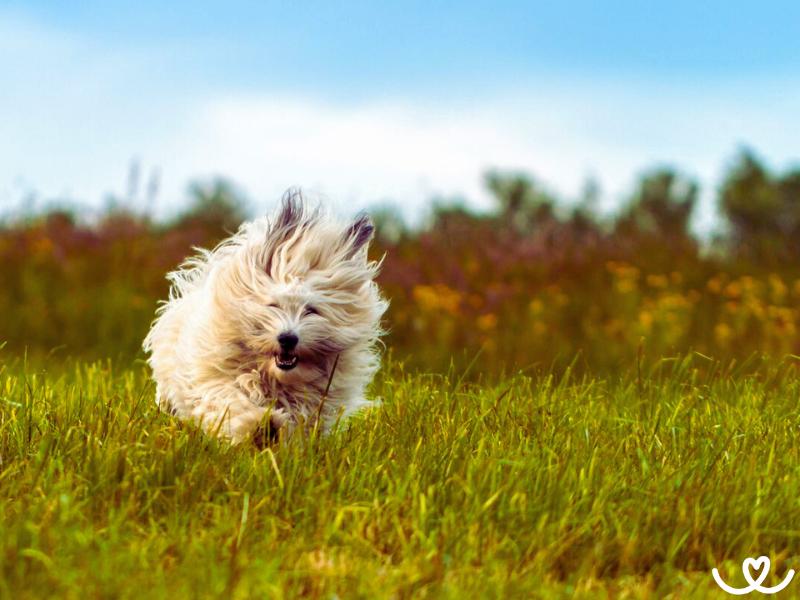 Plemeno-coton-de-tulear (8)